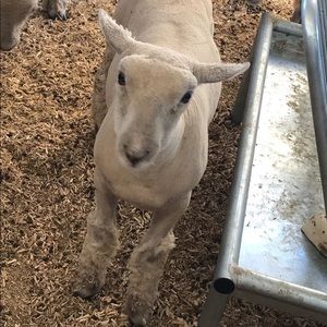 Meet your Posher, Karlie